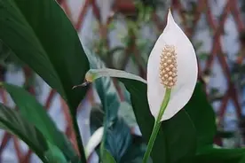 掌握这几点，轻松养出一帆风顺的白掌盆栽图片