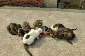 投喂流浪猫时，请不要把它们当人看图片