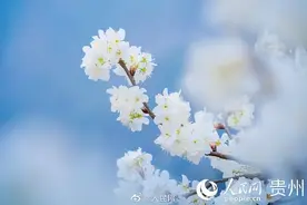 收藏！一图认遍全国春花图片