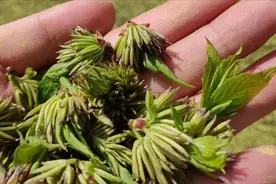 杜仲雄花有什么用？有4大价值，难怪市场价格高达600多元一斤图片