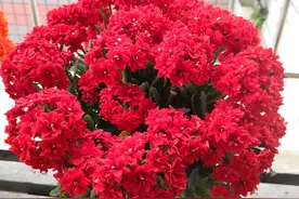 有种长寿花，名叫“红宝石”，又美又喜庆，花期长，冬天也有花开图片