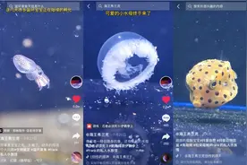 一个34岁电气工程师爱好养鱼，天天拍抖音有什么用？图片