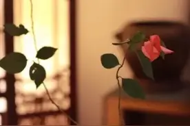 散文：活在当下，以平常心过生活图片