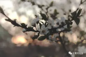 【融媒之声】等春来不如寻春去图片