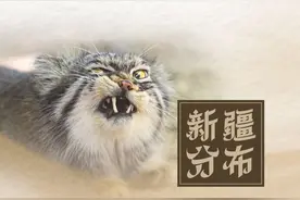 石榴科普丨新疆国家重点保护野生动物科普—兔狲图片