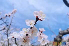清明去哪玩？平谷万亩杏花正绽放，两条线路等您来图片
