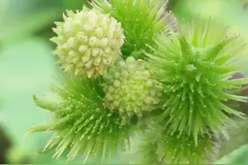 听说农民伯伯很讨厌这种植物？殊不知它可是很好的中医药材图片