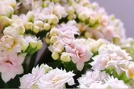 九款“最新长寿花”品种欣赏，花苞大颜色鲜艳，看看你认识几款图片