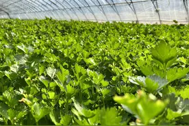 现代农业研究：山区农村反季节大棚蔬菜种植技术图片