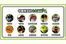 胆小慎入！漳州一居民家中惊现25斤巨蟒…图片