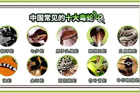 胆小慎入！漳州一居民家中惊现25斤巨蟒…图片
