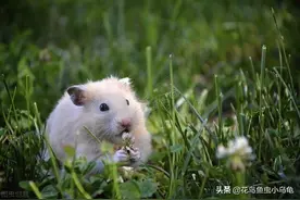 仓鼠吃什么？能吃的种类在这里了，收集了好久图片