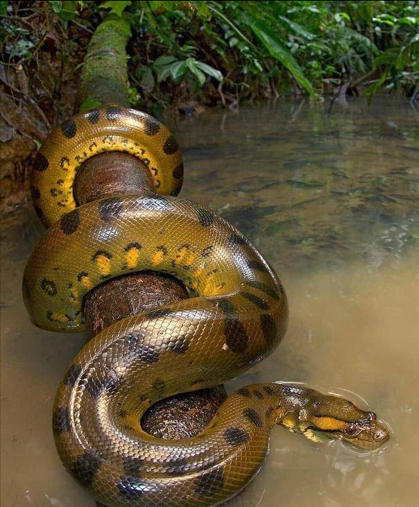 如果人被蟒蛇生吞,能逃生吗?美国生物学家用亲身经历给出答案