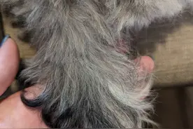 狗狗“毛发褪色”是什么原因？铲屎官别忽略这几点图片