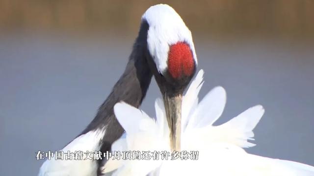 别刷短视频了！爱奇艺纪录片5大上新速递，这波安利必须吃~