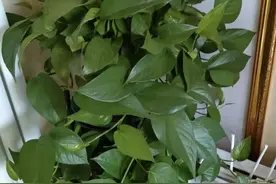 绿萝也有毒？很多人到现在还不知道，别拿健康“开玩笑”！图片