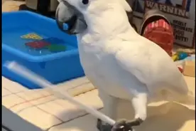 谁能拒绝一只会耍金箍棒的鹦鹉呢图片