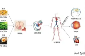 DHA真的别再乱吃了！五分钟说清楚如何正确补充DHA图片