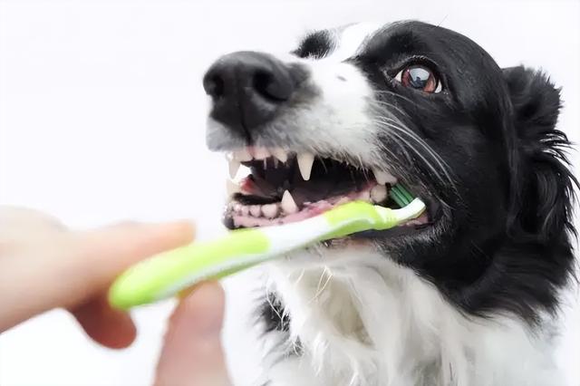 狗狗能陪你多久?如何延长狗狗的寿命?