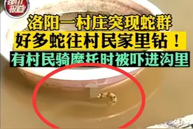 吓人！洛阳村庄惊现大量蛇进村入户 野生物种异常行为暗示了什么？图片