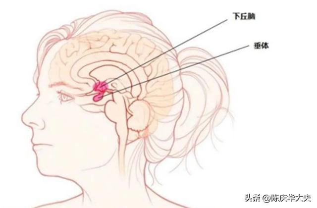 促卵泡激素偏低是怎么回事（促黄体生成素高了低了都很讨厌）