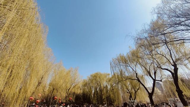 百花公园的玉兰花马上盛开，公园里还举办了“花朝荟”，吃的玩的