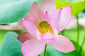 流传最广的七首宋词，精妙绝伦，感人至深！图片