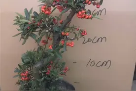 阳台稍难养花卉火棘盆栽经验图片