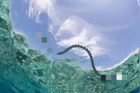 海蛇让无数渔民闻风丧胆，它比陆地最强王者“太攀蛇”更毒吗？图片