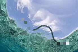 海蛇让无数渔民闻风丧胆，它比陆地最强王者“太攀蛇”更毒吗？图片