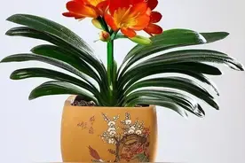 君子兰爱“吃醋”，4种酸水定期浇一杯，根系健壮，叶片绿油油图片