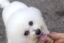如何培养乖巧又聪明的比熊犬，这5个训练少不得图片