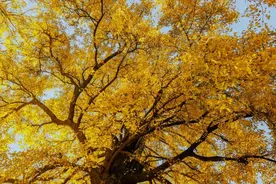 40个汉字对话，笑出眼泪了！汉字果然博大精深！图片