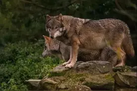 狼群等级有多森严？等级最低的狼甚至没有繁殖权，它如何繁衍后代图片