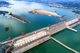 三峡大坝坝高185米，直接把长江拦截了，鱼类该怎么翻越过去呢？图片