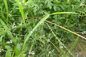 人称“马鞭草”，也被老中医当成“万金油”，你认识它吗？来看看图片