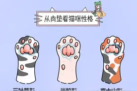 快来给你的喵主子看个手相吧，看它是什么性格。图片