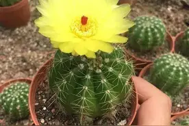 仙人球是种多肉，生长缓慢，要想它生长快速早开花，注意四个要素图片