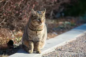 “狸花猫”为什么多人养？有颜值有智商，很难不爱图片