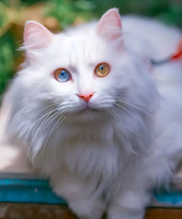 养"狮子猫"一定要慎重,要养就要养到底