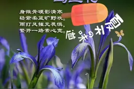 童谣马兰开花二十一，二八二五六，二八二五七，现在才明白意思图片