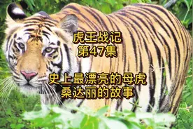 史上颜值最高的老虎，桑达丽的故事「虎王战记47」图片