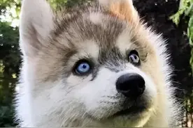 狼和狗，有什么区别？图片