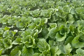 防治大白菜软腐病和烂根就用它，一次就见效，无公害又环保图片