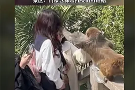 6岁孩子被猴群盯上追杀！武力值需要多高，才能制服峨眉山泼猴？图片