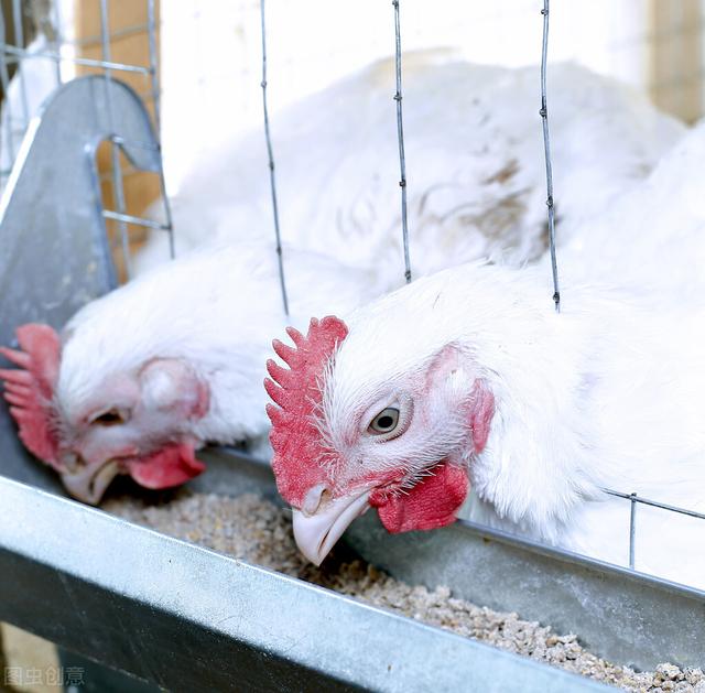 教你几招，识破饲料原料掺假