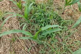 这三个除草剂配方，解决了玉米田所有的除草难题图片