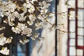 你知道，花开背后的“气候密码”吗？图片