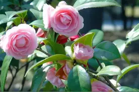 新手养茶花有3个误区，及时避开不黄叶，花苞饱满，花开满枝头图片