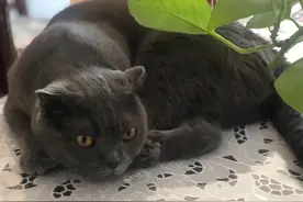 意想不到的相处模式，很是不可思议，居家的有趣小故事图片